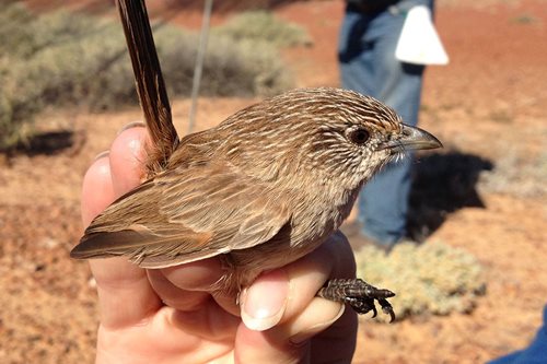 Thick-billed Grasswren; photo Dr Marina Louter