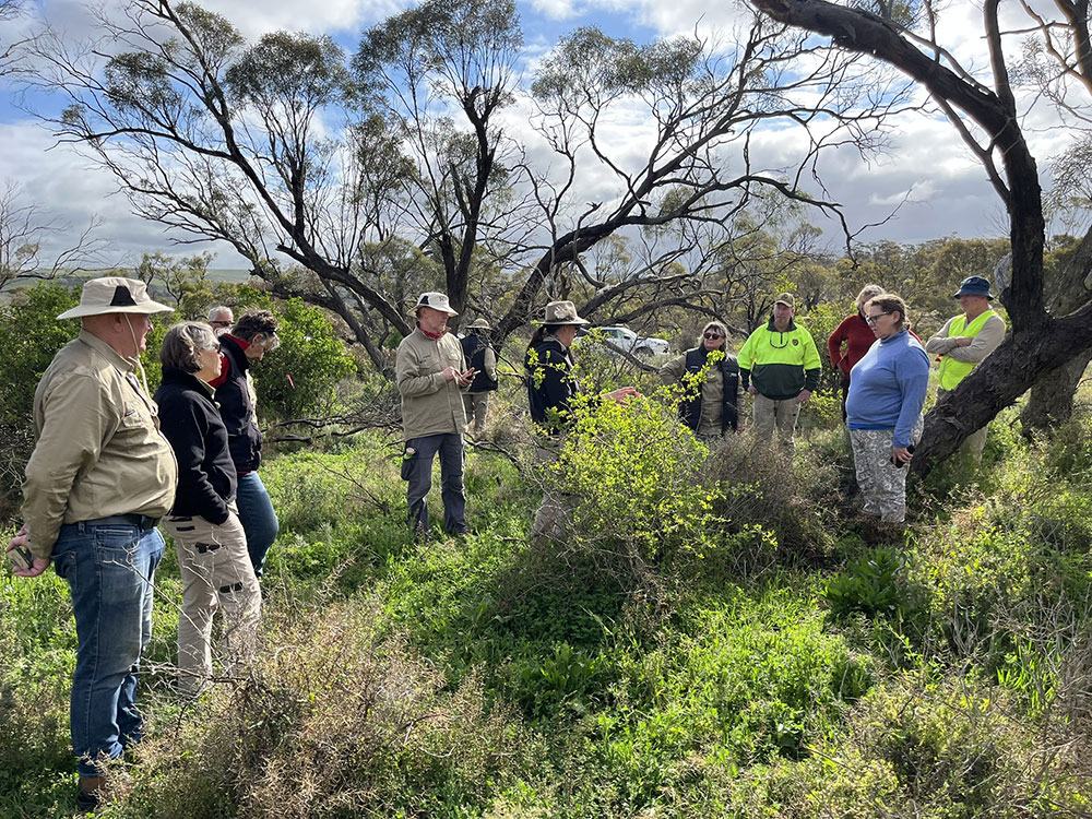 IMG_1113-African-Boxthorn-research-trial-review-web.jpg