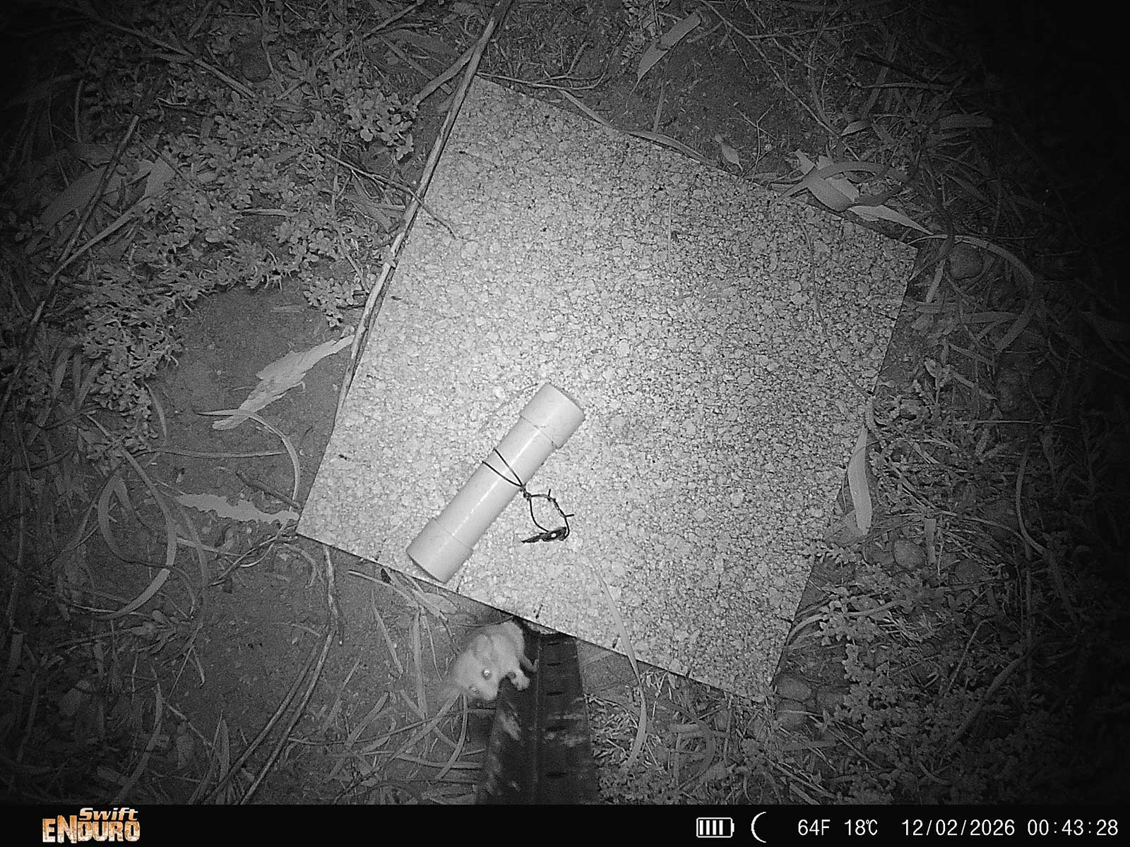 Murbpook-PygmyPoss_SYPR6106-web.jpg Murbpook-PygmyPoss_SYPR6106-web.jpg