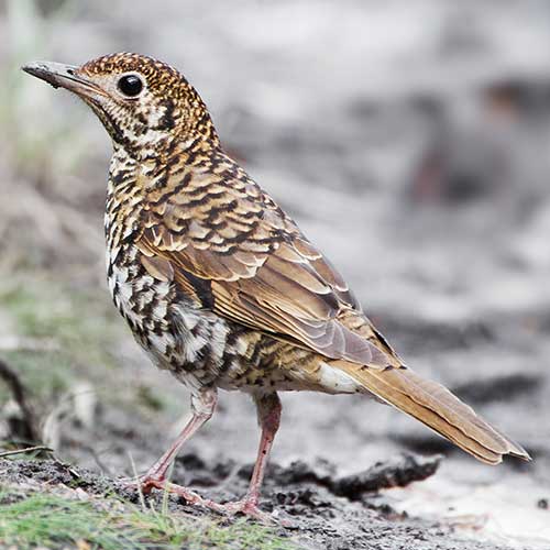 Bassian-Thrush-web-square.jpg