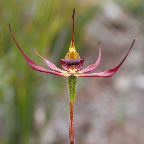 Kangaroo-Island-Spider-Orchid-web-square.jpg