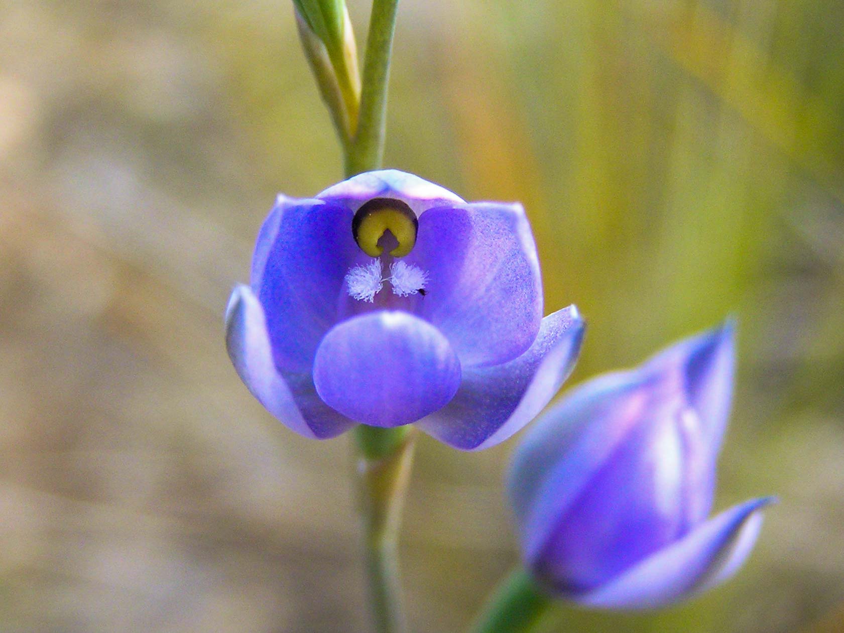 Sun-Orchid.jpg