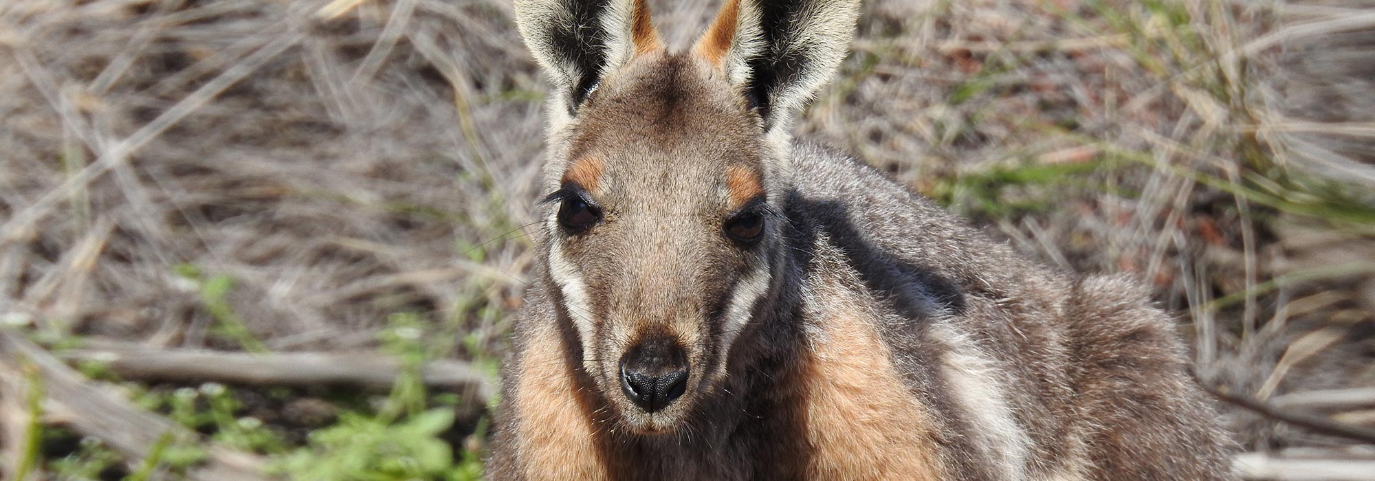 yellow-footed-rock-wallaby.jpg