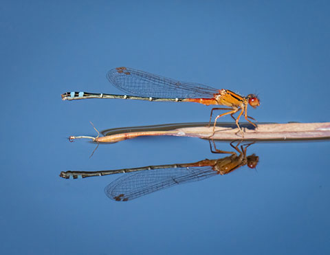 Dragonfly-DSC03969-Edit-web.jpg