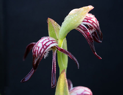 Native-Orchid-web-(1).jpg