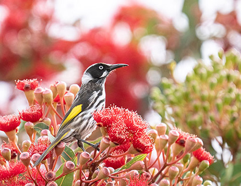 New-Holland-Honeyeater-web-(1).jpg