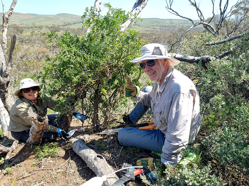 Volunteers-Catherine-and-Ian-Mongolurring-Boxthorn-Working-Bee-Sep-2025-Jem-Shimmield-web.jpg