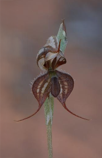 Pterostylis-xerophila-ALA-JuneN.png