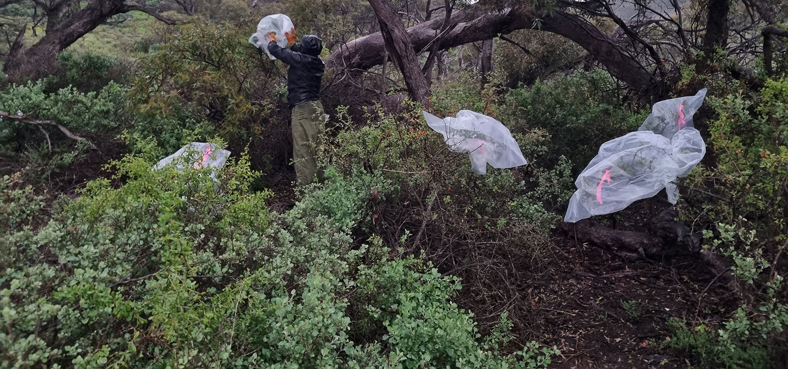 Mongolurring-African-Boxthorn-biocontrol-trial-web-full-width.jpg Mongolurring-African-Boxthorn-biocontrol-trial-web-full-width.jpg