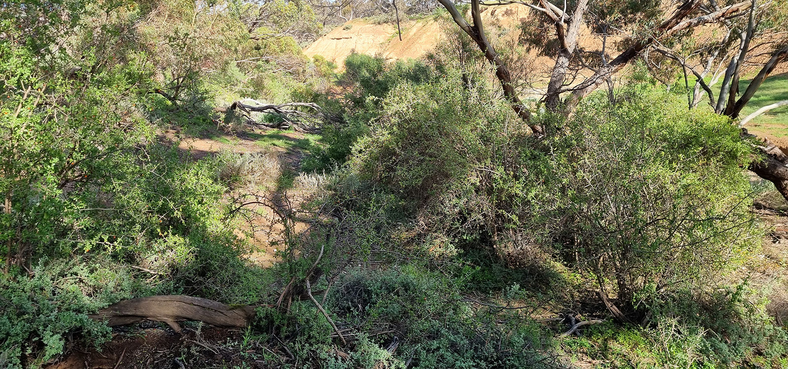 Mongolurring-African-Boxthorn-web-full-width.jpg Mongolurring-African-Boxthorn-web-full-width.jpg
