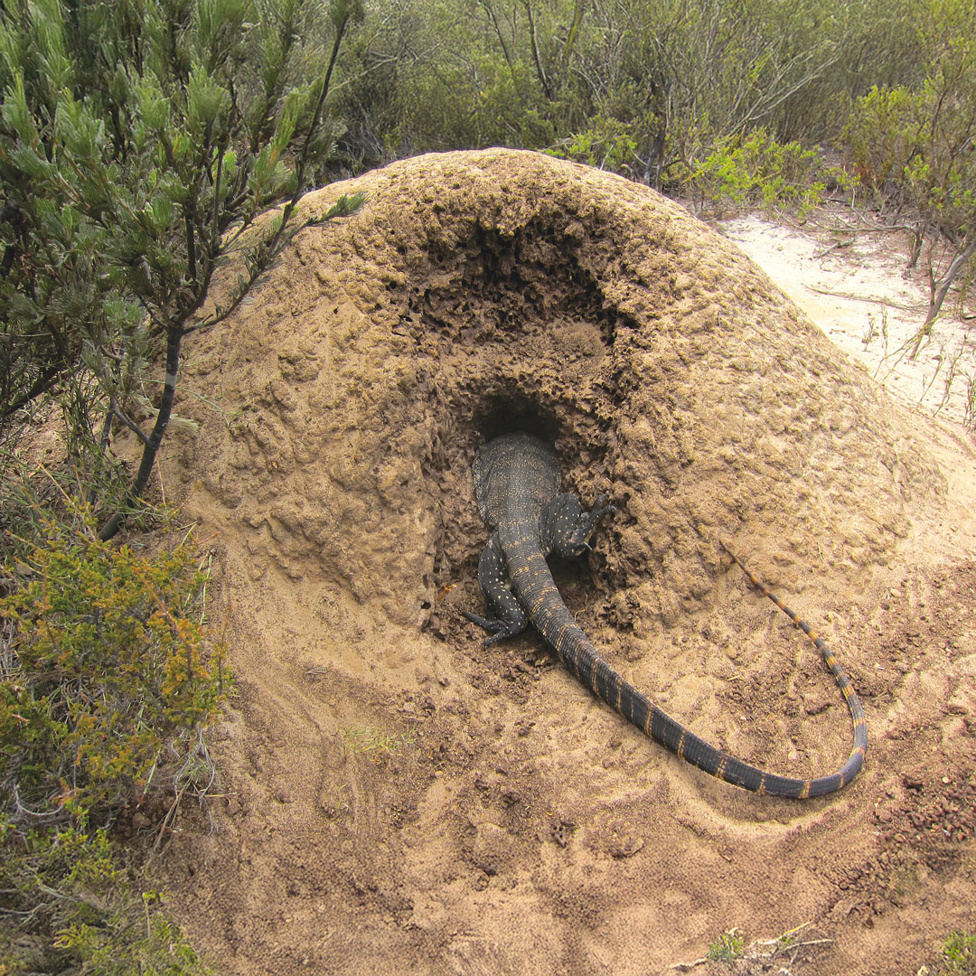 Rosenberg-goanna-digging-into-termite-mound-to-lay-eggs-social-square.jpg