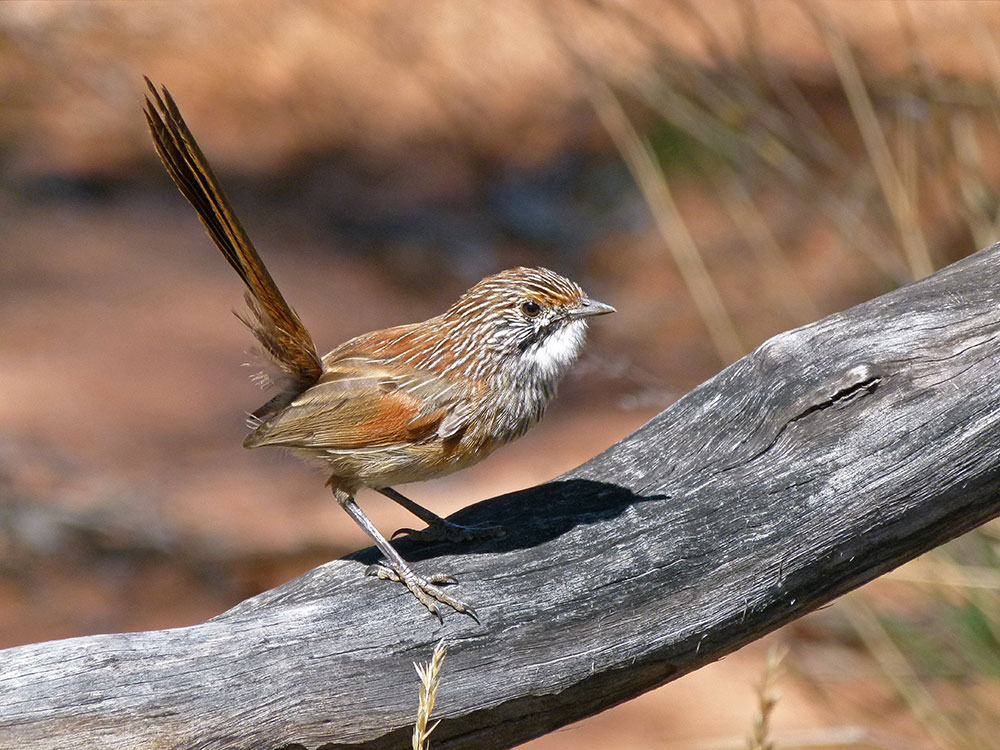 Murray-Mallee-Striated-Grasswren-Peter-Waanders-web.jpg