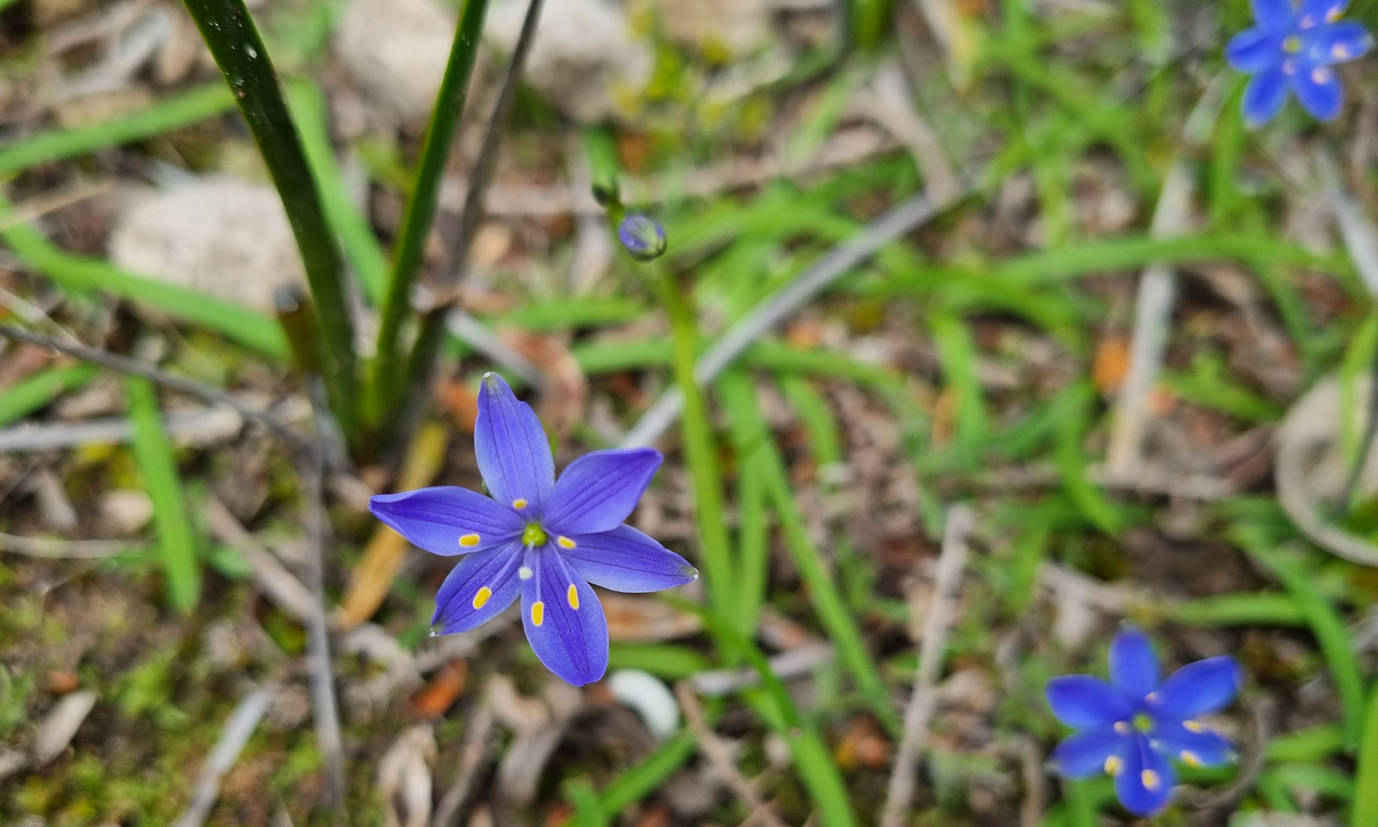 Blue-squill_Chamaescilla-corymbosa-full-width.jpg