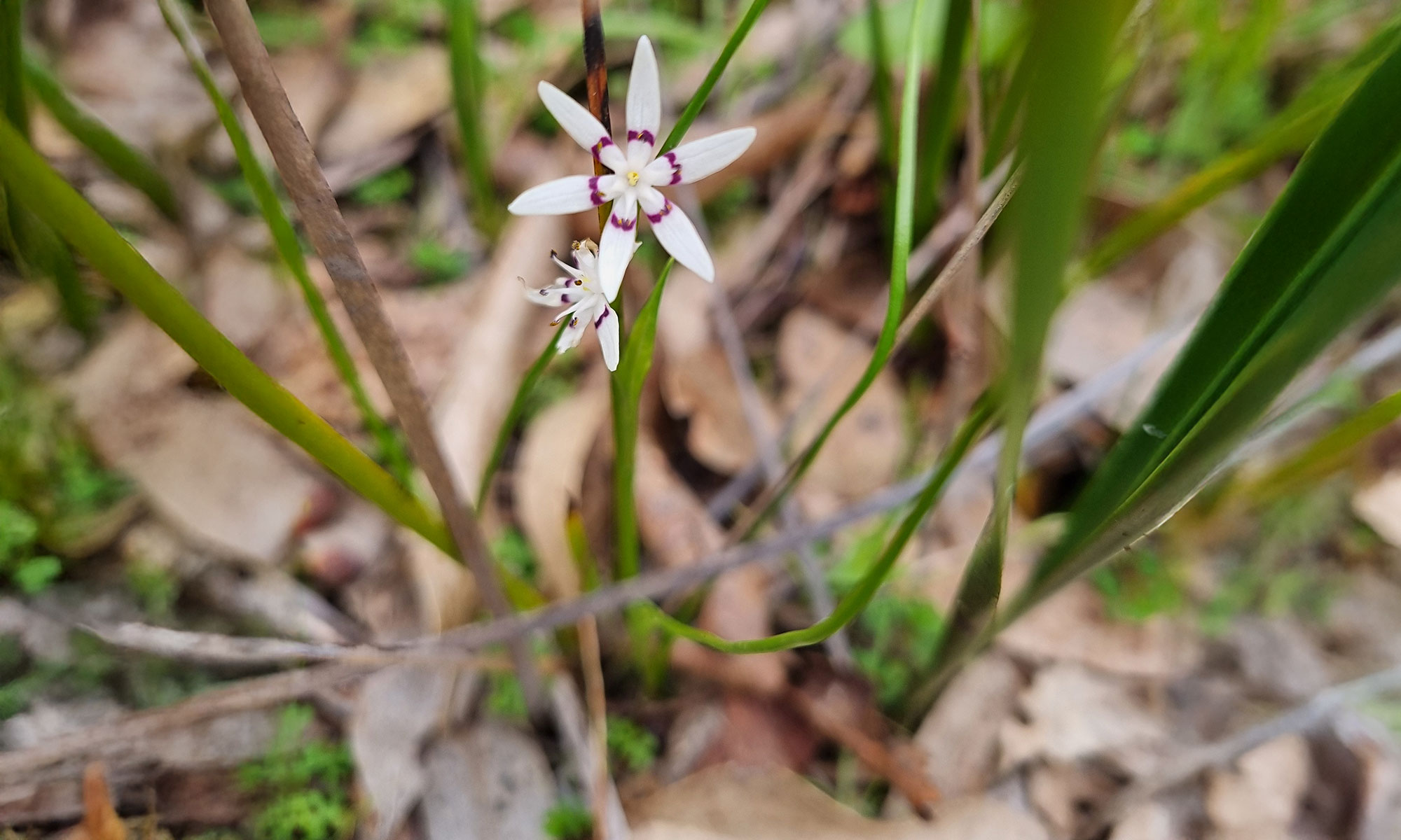 Early-Nancy_Wurmbea-dioica-full-width.jpg