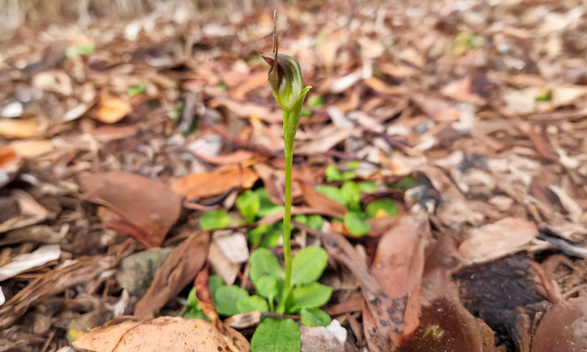 Maroonhood_Pterostylis-pedunculata-full-width.jpg