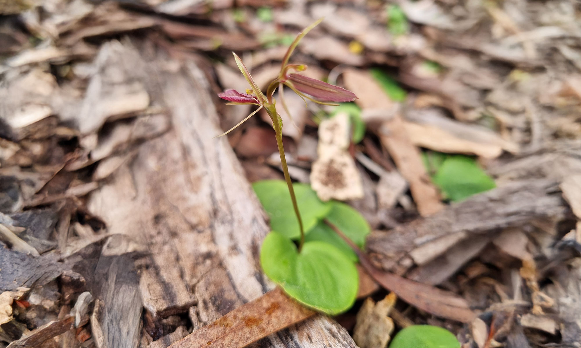 Robust-Gnat-orchid_Cyrtostylis-robusta-full-width.jpg