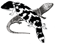 Mike-Bull-Fund-Logo_preferred.png Mike-Bull-Fund-Logo_preferred.png