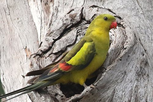 Regent Parrot at Katarapko; photo H Kieskamp