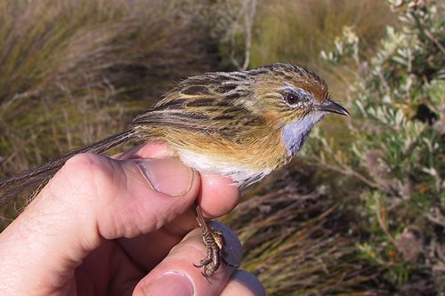 Mt Lofty Ranges Southern Emu-wren; photo Marcus Picket