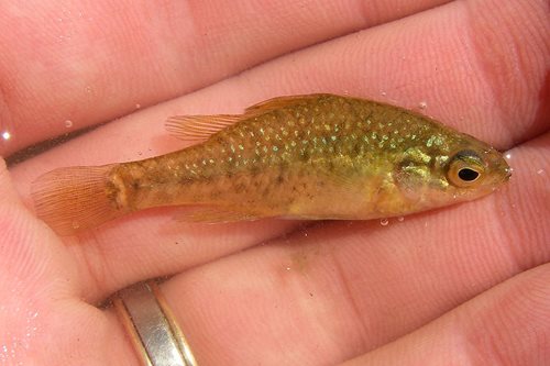 Yarra Pygmy Perch; photo Michael Hammer