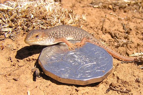 Pygmy Bluetongue Lizard with 50c coin for size; photo Patrick Mentzel