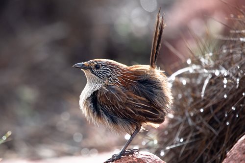Short tailed Grasswren at Hiltaba Nature Reserve; photo James Dorey