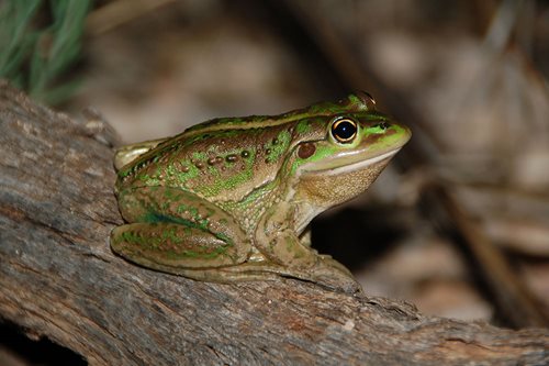 southern-bell-frog.jpg
