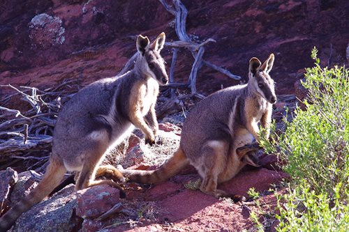 Family of Yellow-footed Rock wallabies at Hiltaba Nature Reserve; photo Coral Johnston